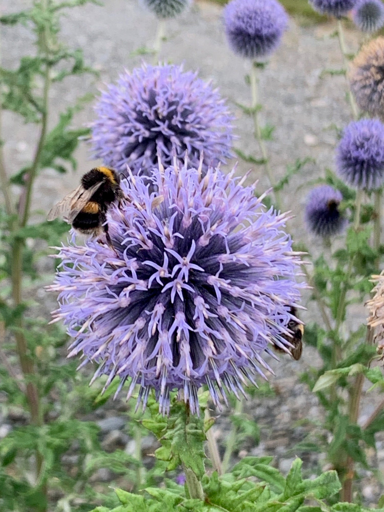 Bees Birds & Butterflies