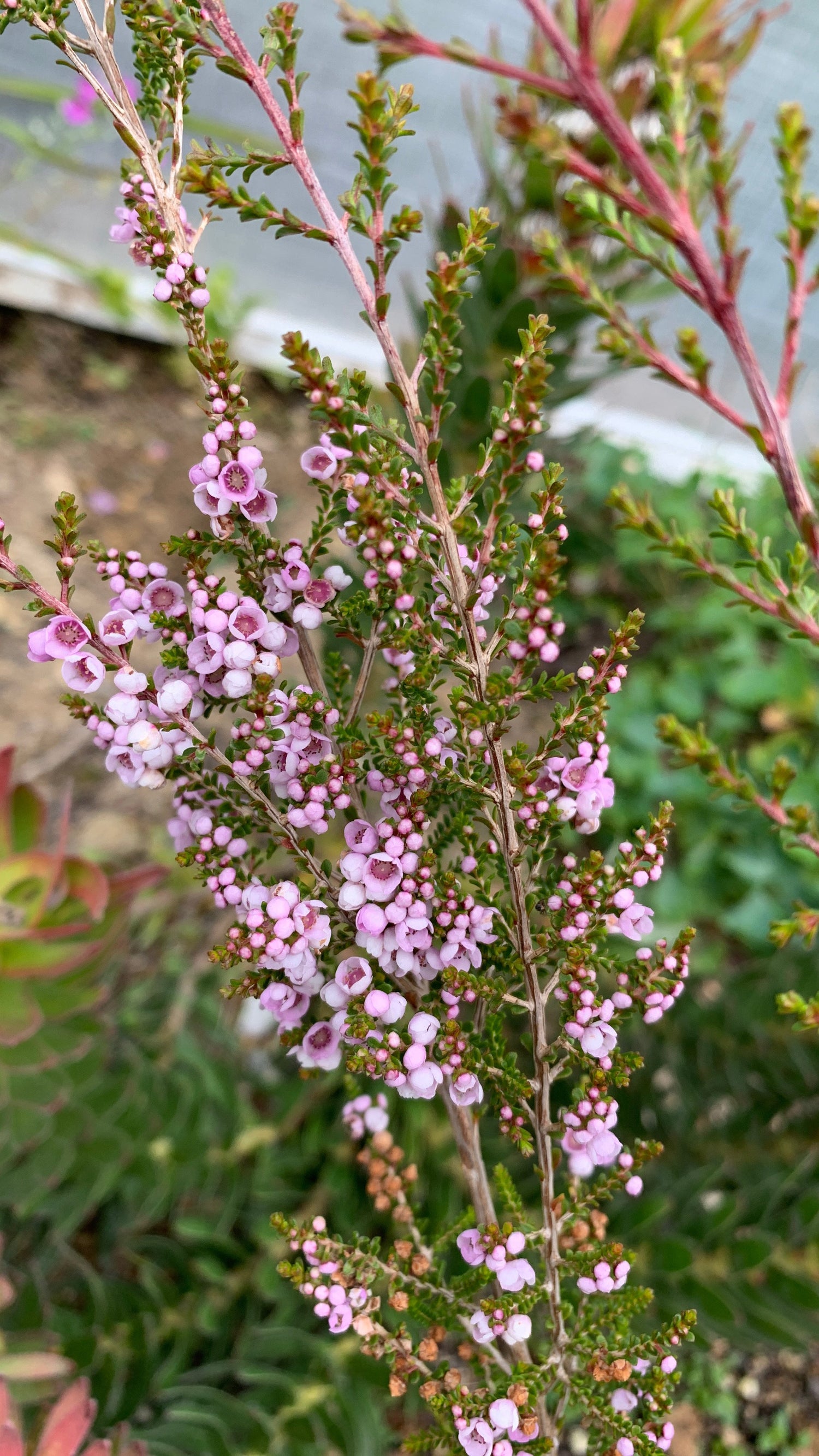 Cut Flowers