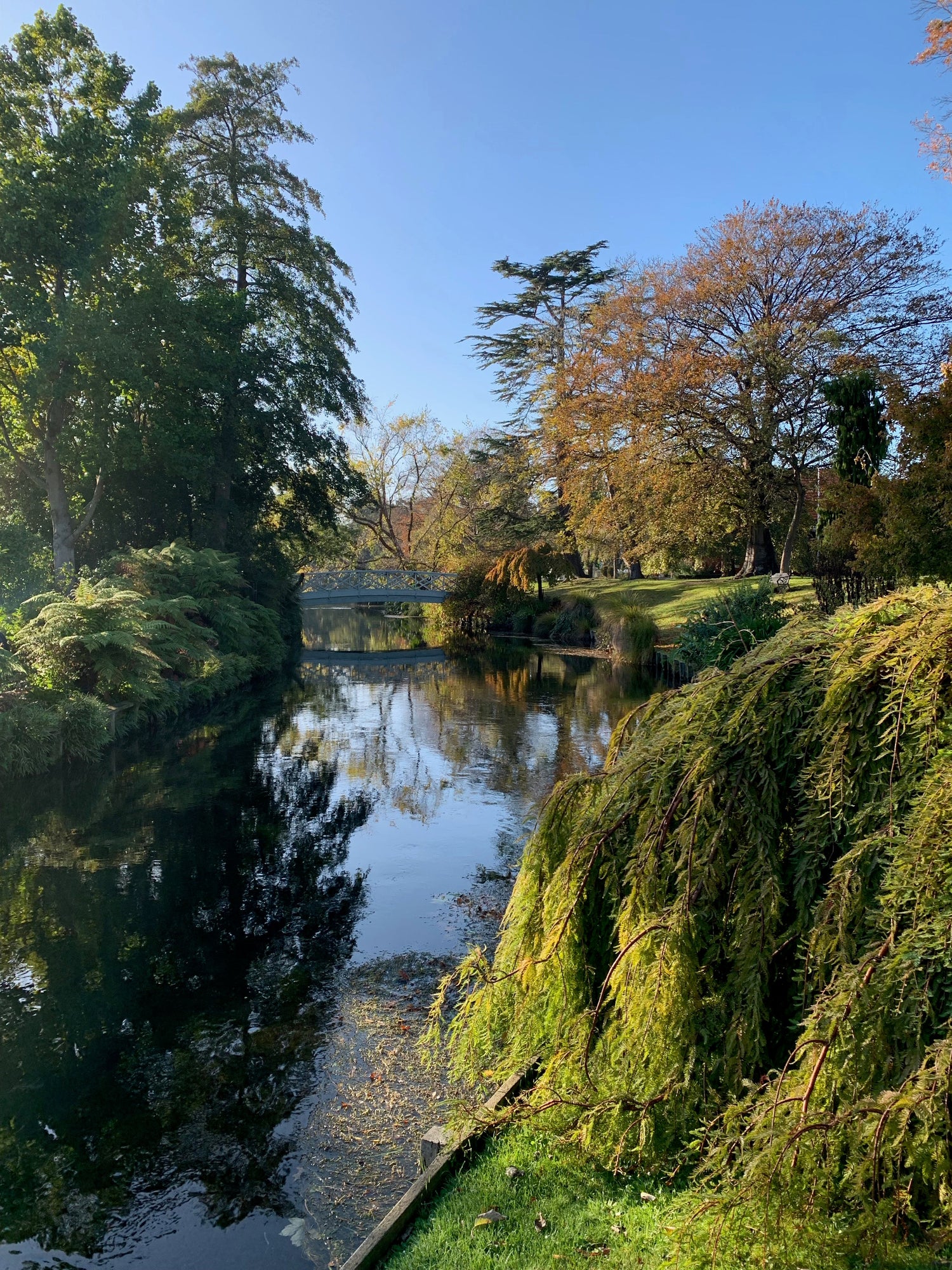 View taken over pond of large trees in Christchurch