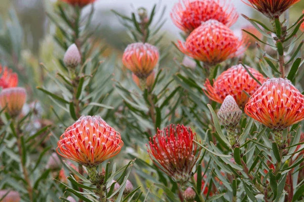 Proteaceae