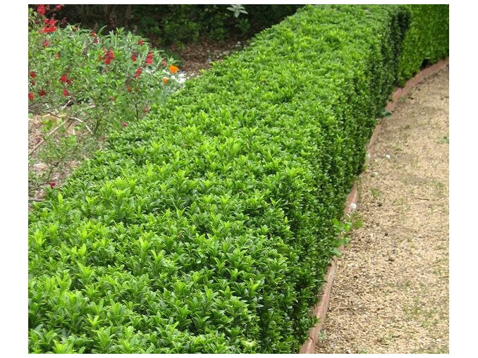 Hedging
