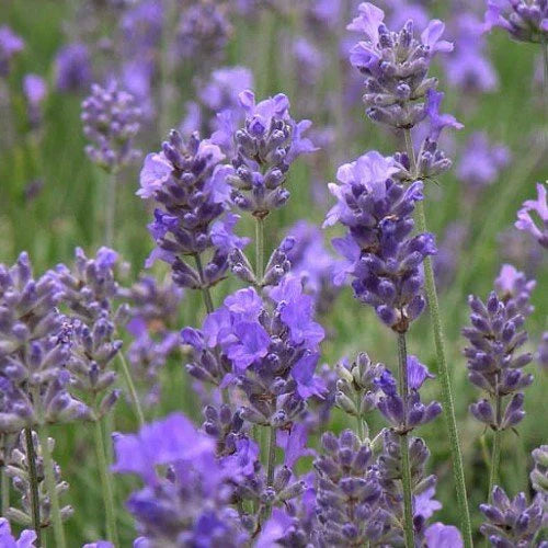 Herbs