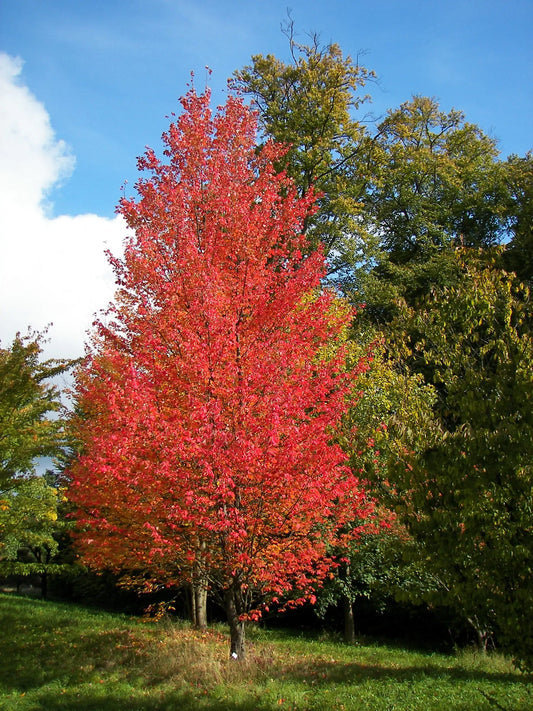 Acer rubrum "Bowhall"