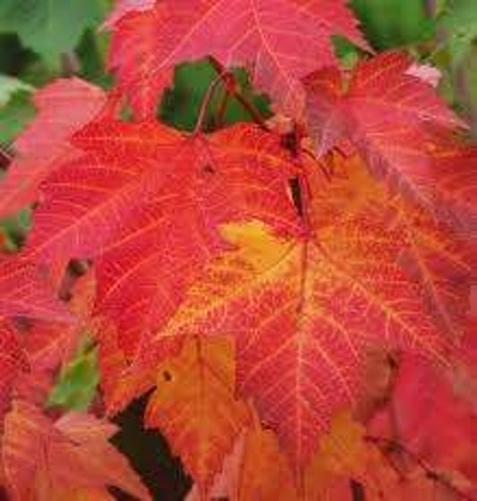 Acer rubrum "Bowhall"