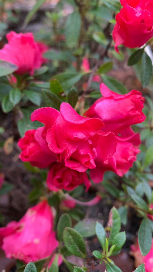 Azalea Ambrosia