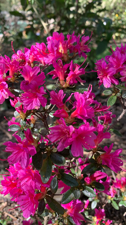 Azalea Amoena