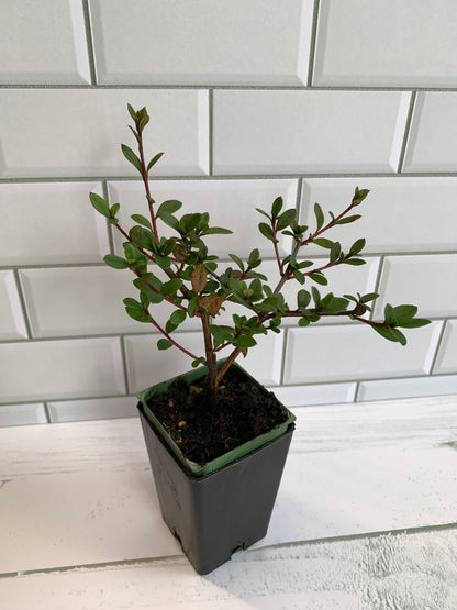 Azalea Amoena