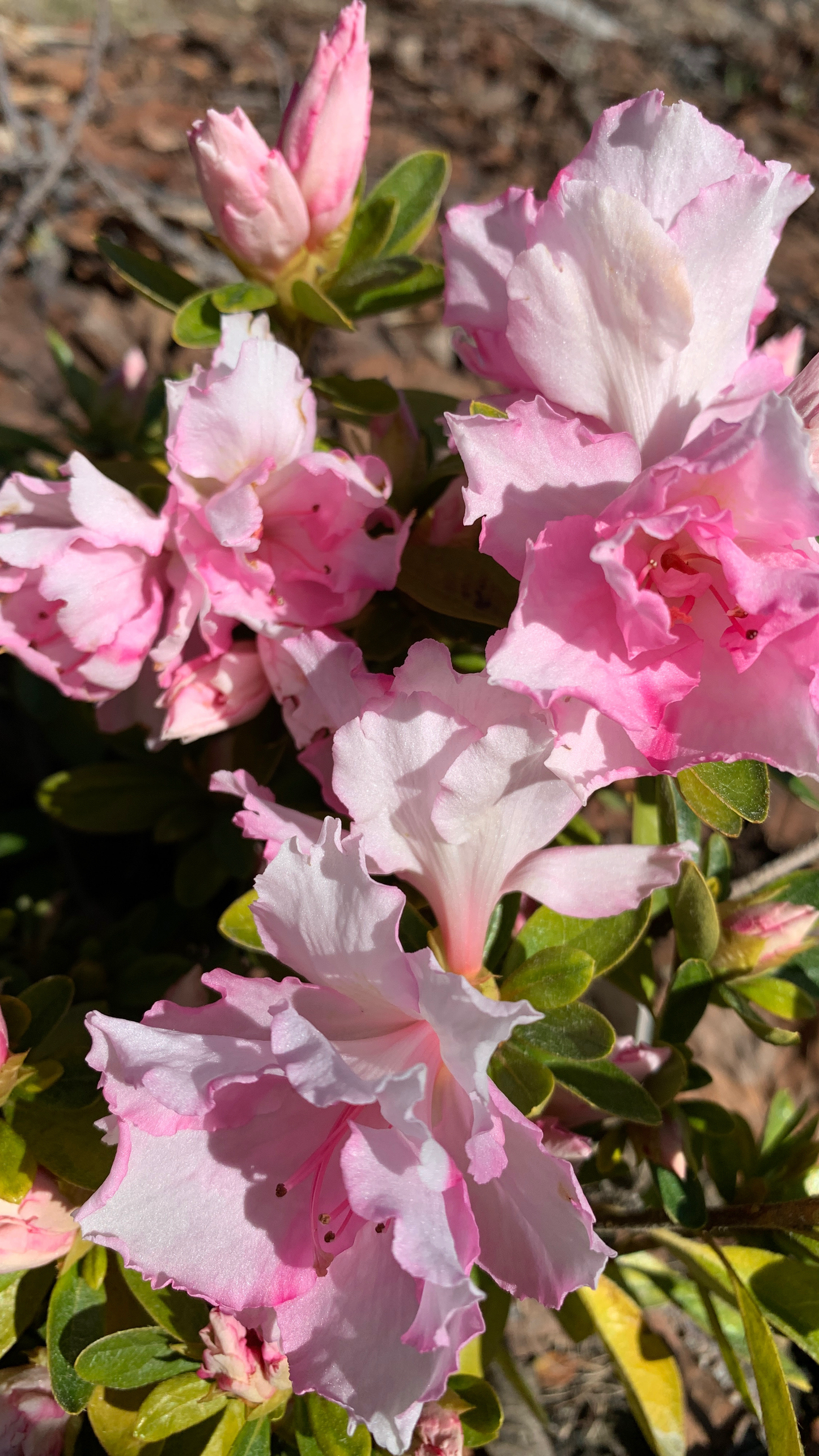 Azalea Anniversary Joy