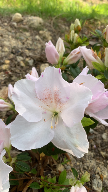 Azalea Bayou