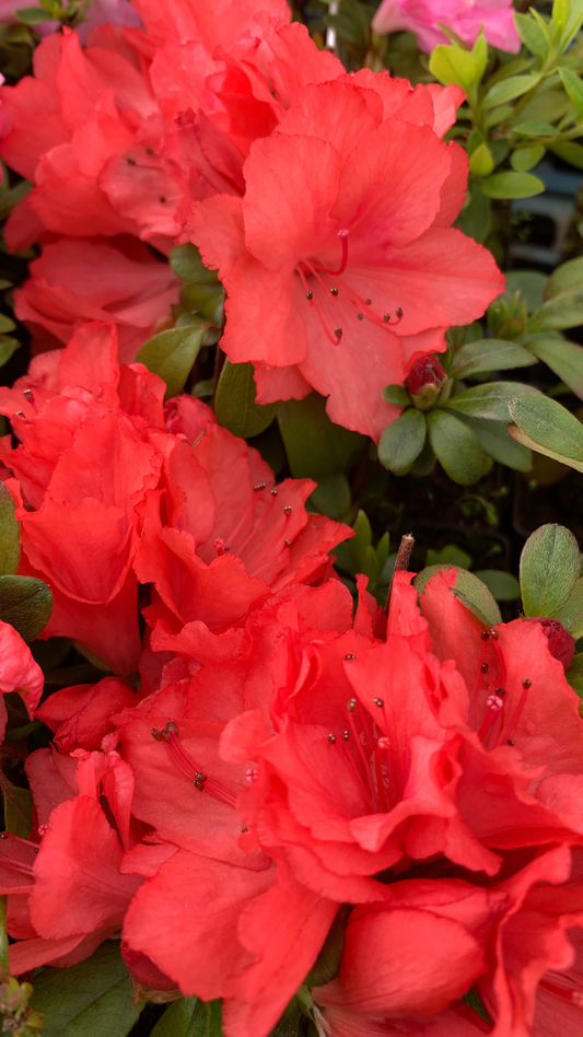 Azalea Centenary Heritage