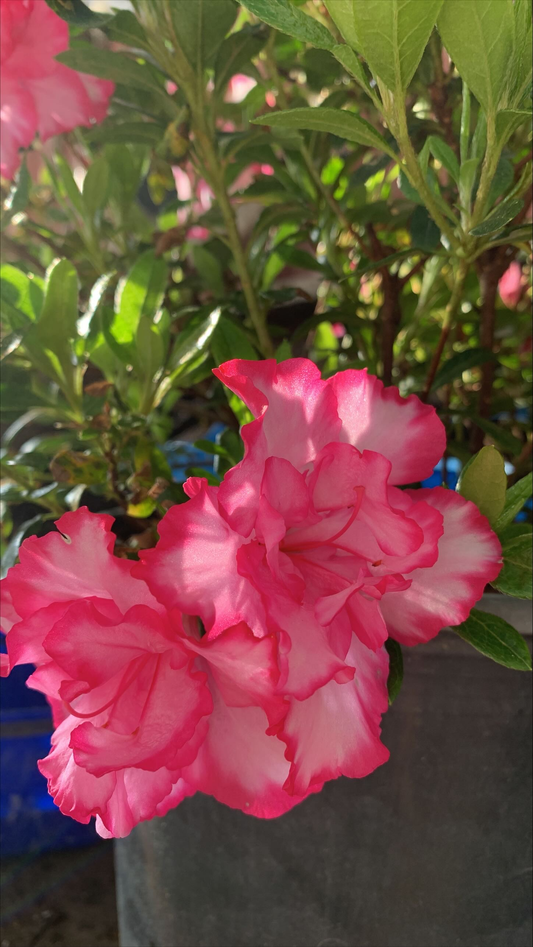 Azalea Cha Cha