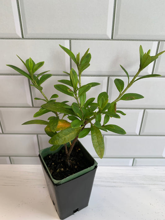 Azalea Cha Cha