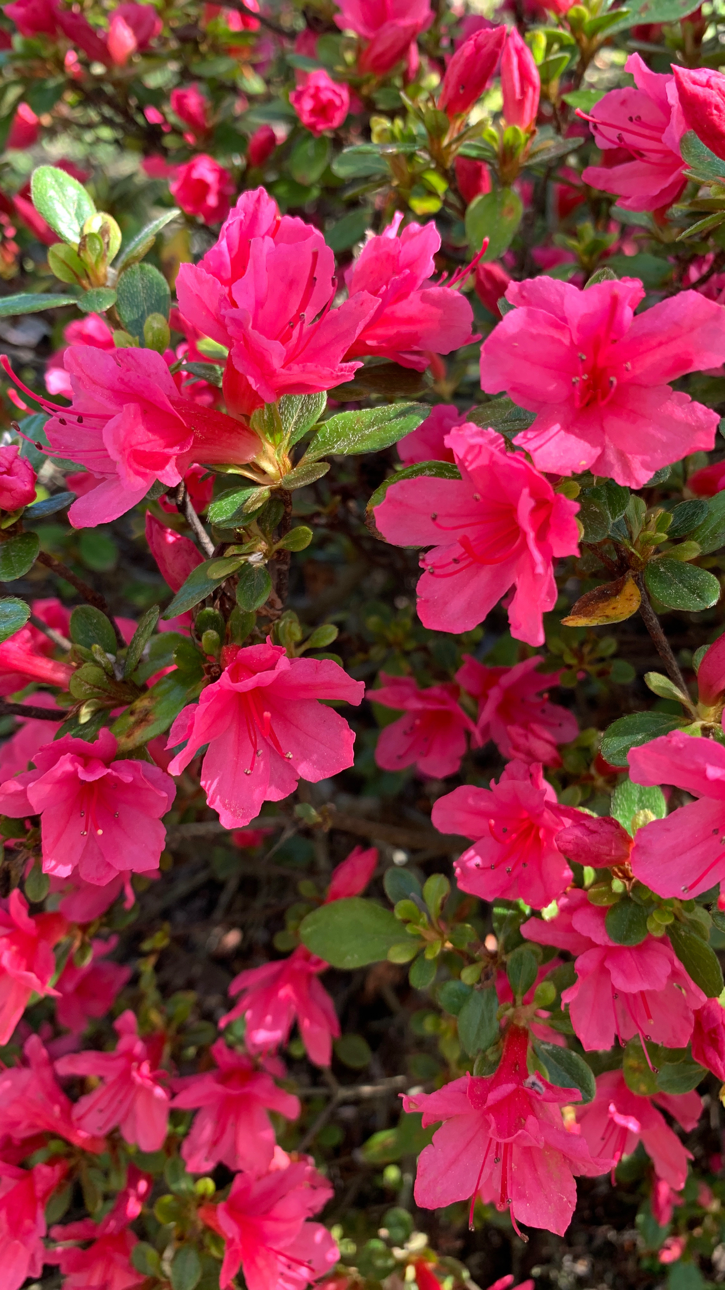 Azalea Christmas Cheer