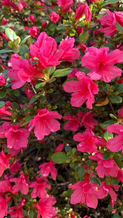 Azalea Christmas Cheer