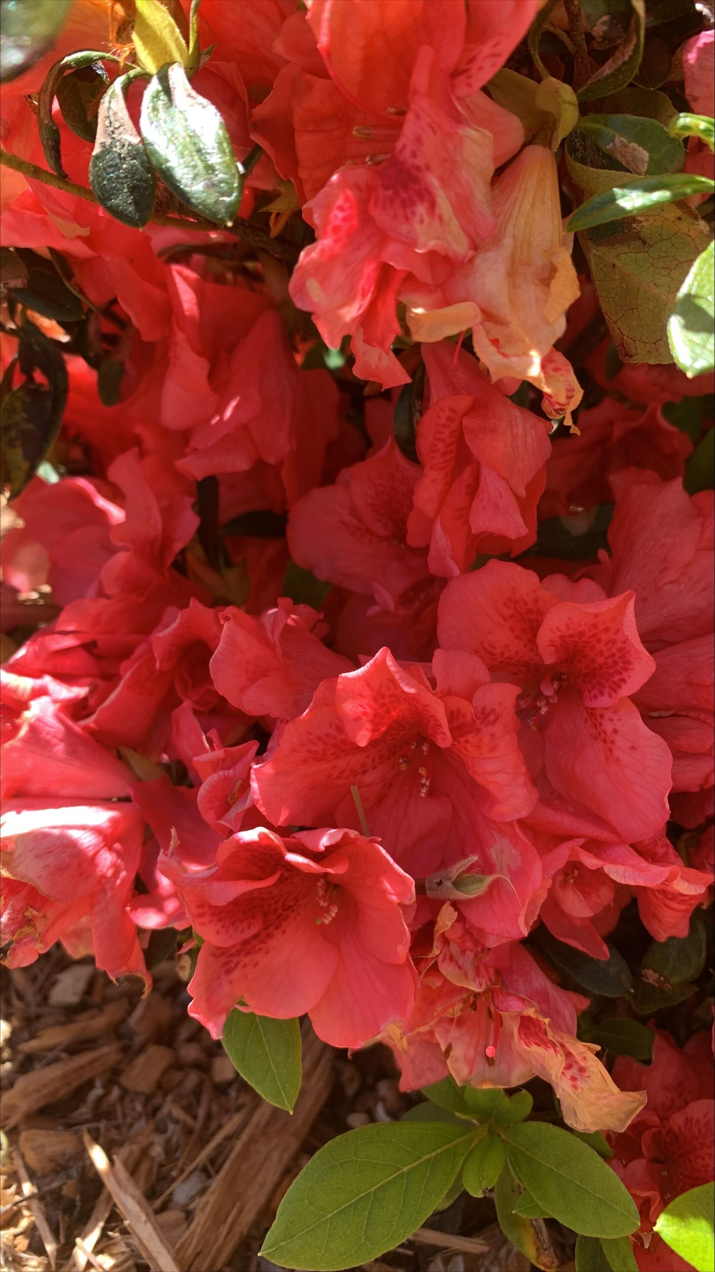 Azalea Dorothy Gish