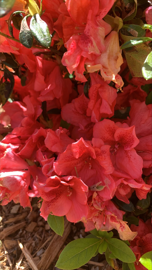 Azalea Dorothy Gish