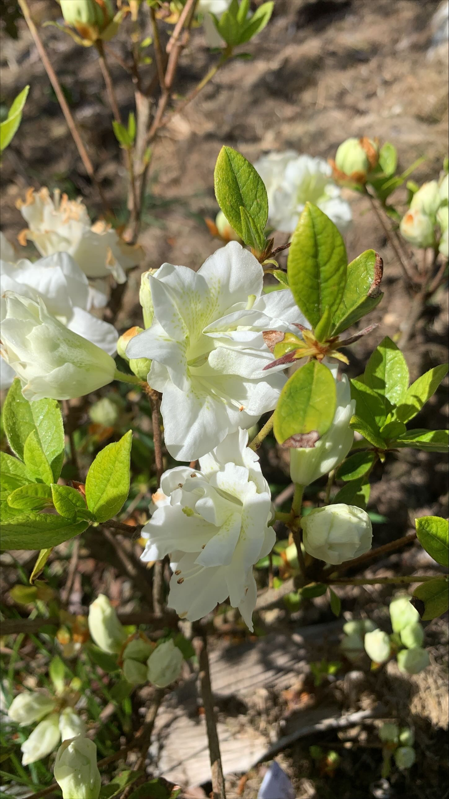Azalea Dream Clouds