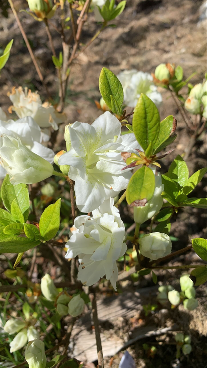 Azalea Dream Clouds