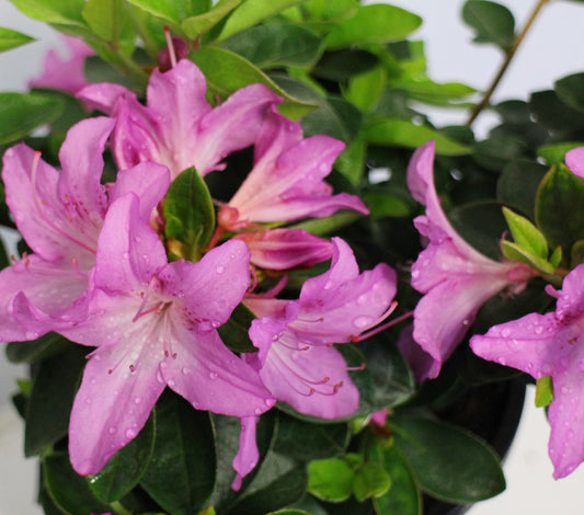 Azalea Easter Bonnet
