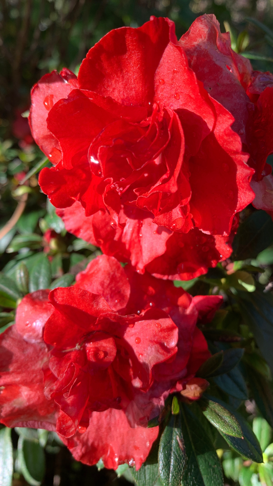 Azalea Elsa Kaerger
