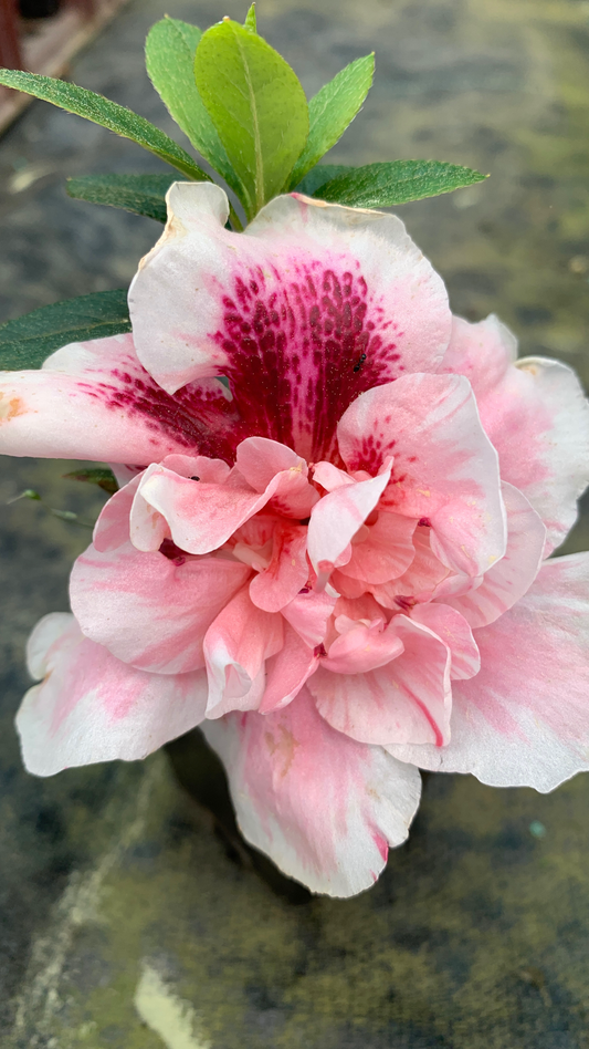 Azalea Empress of India