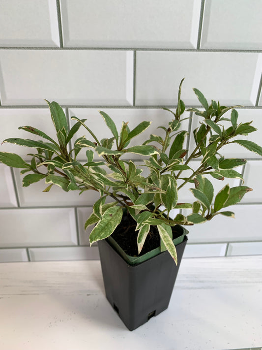 Azalea Eulalia Van Geert