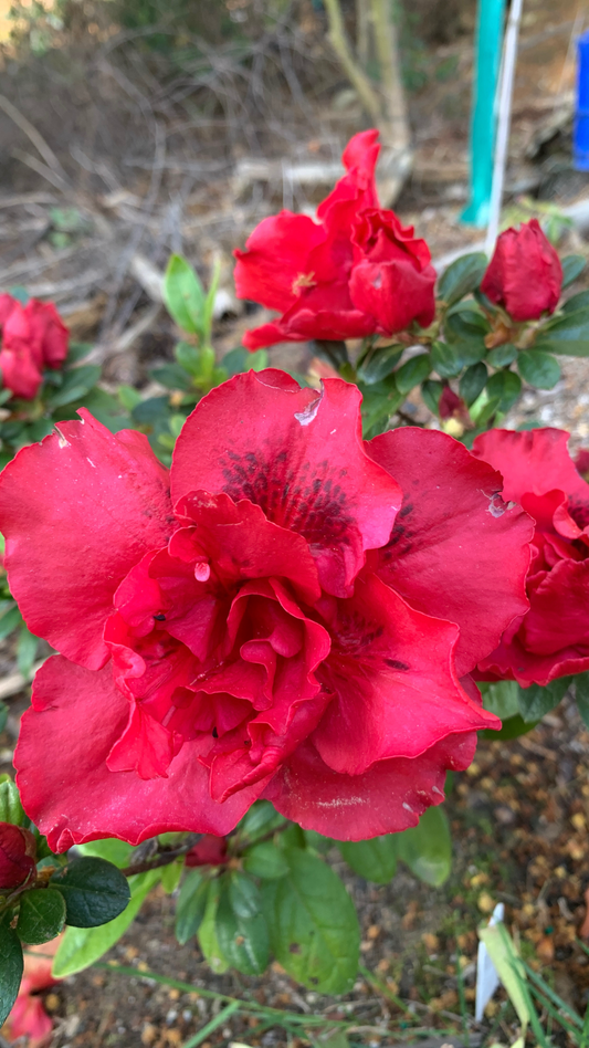 Azalea Goyet