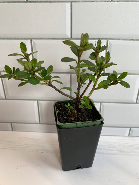 Azalea Gumpo Pink