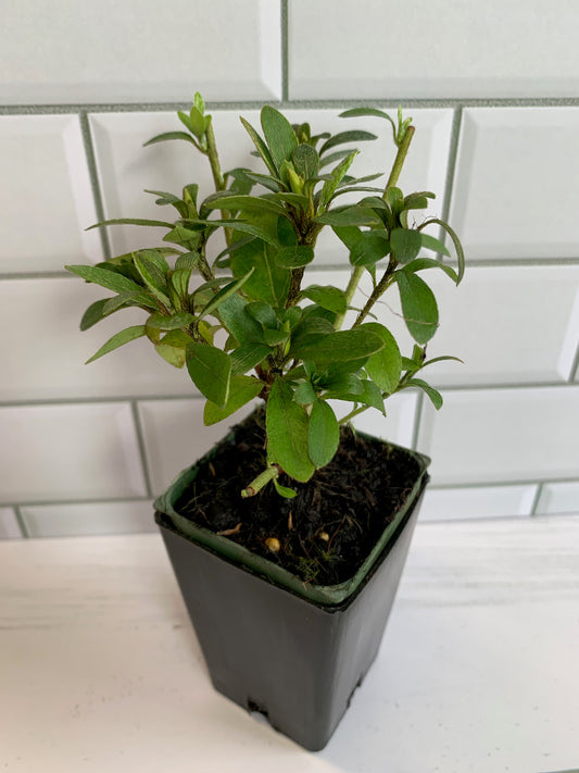Azalea Gumpo White