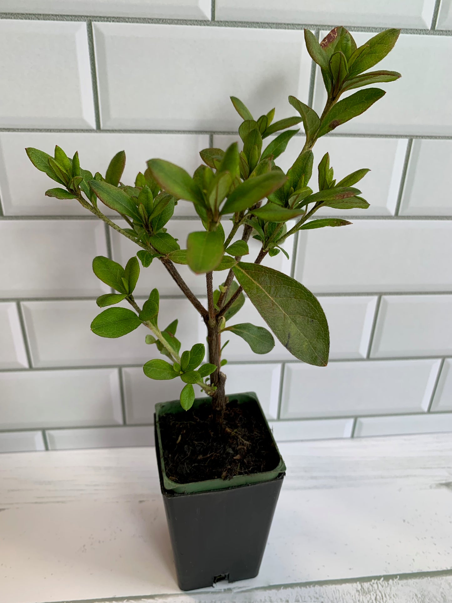 Azalea John Llewellyn