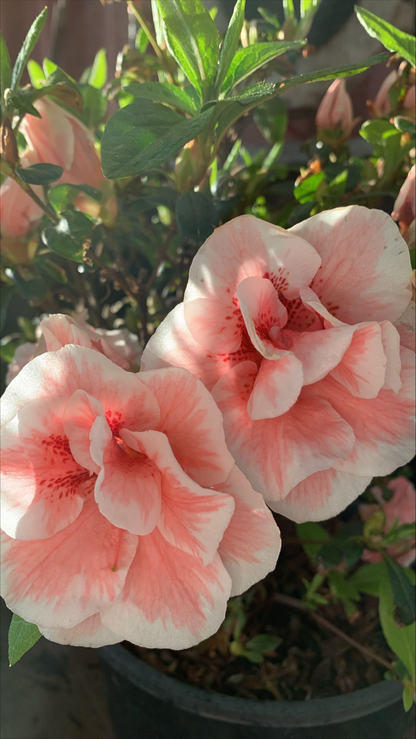 Azalea John Llewellyn