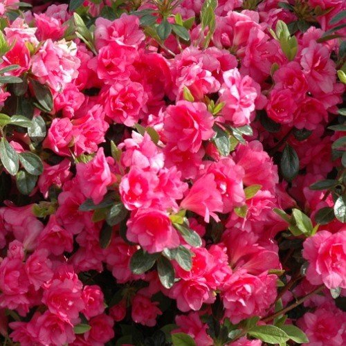 Azalea Kosmos