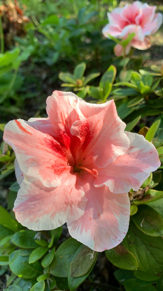 Azalea Melodie