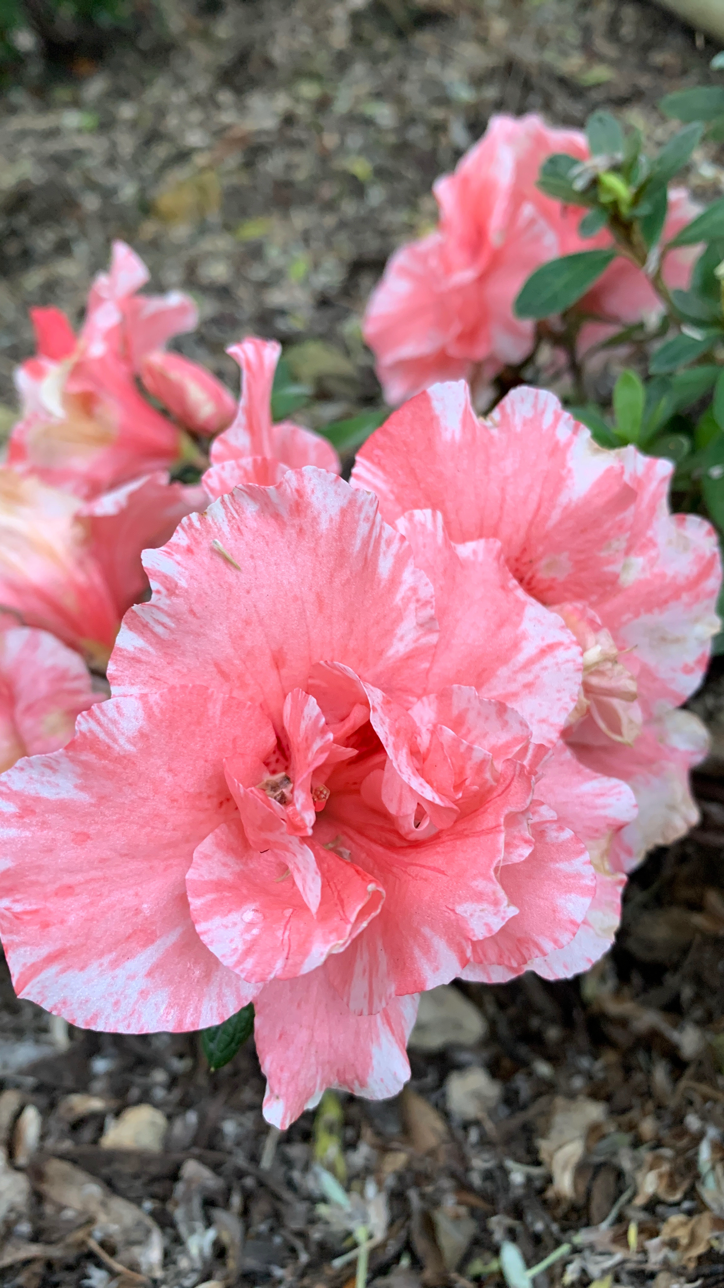 Azalea Paul Schame