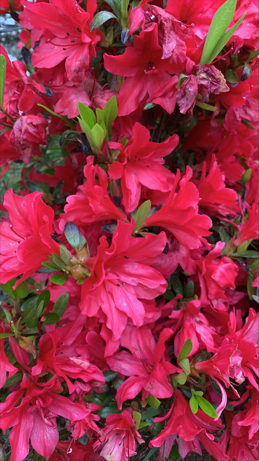 Azalea Petra Red