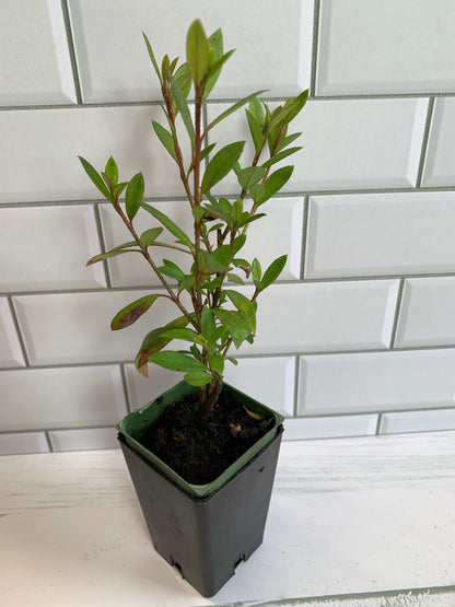 Azalea Petra Red