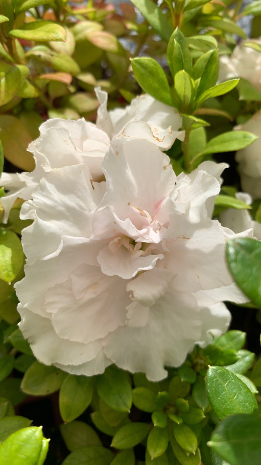 Azalea Pink Dream