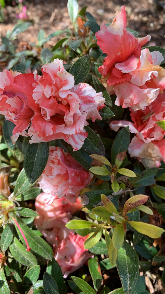 Azalea Pink Ruffles