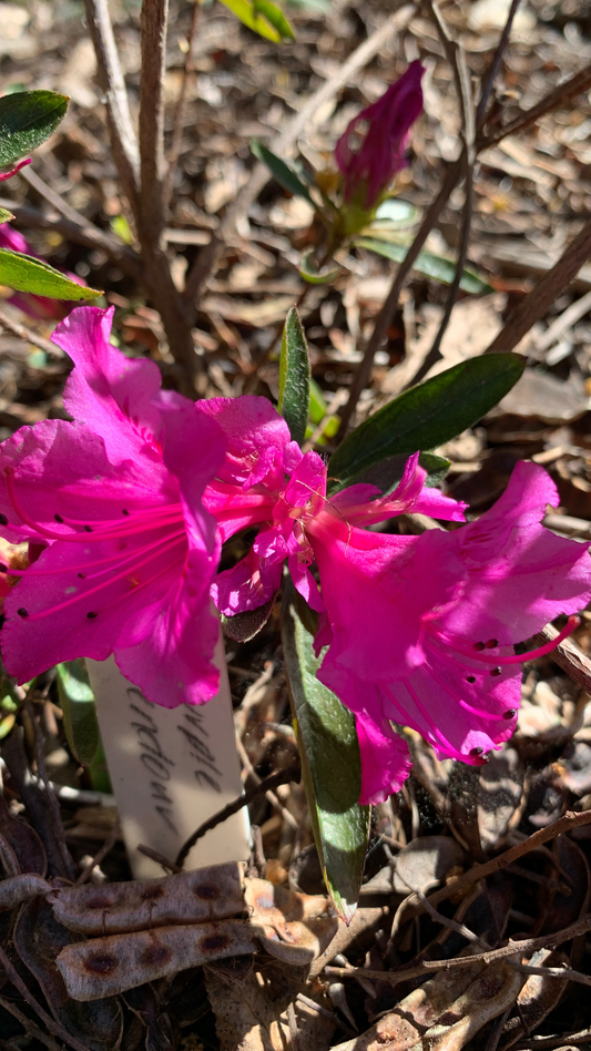 Azalea Purple Splendour