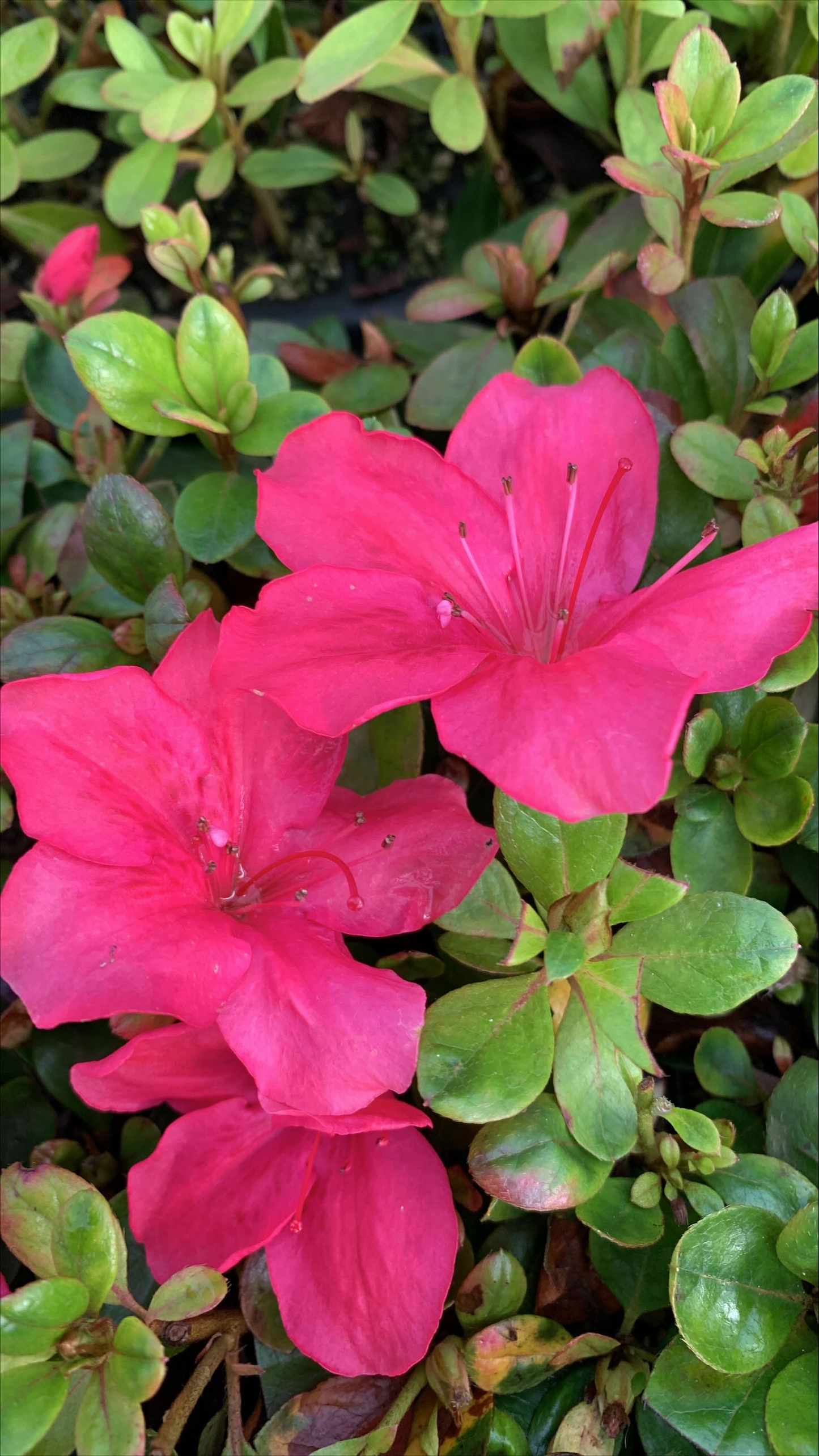 Azalea Red Glitters
