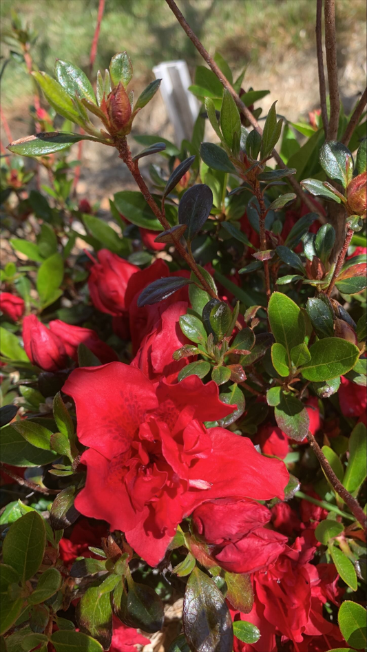 Azalea Red Light