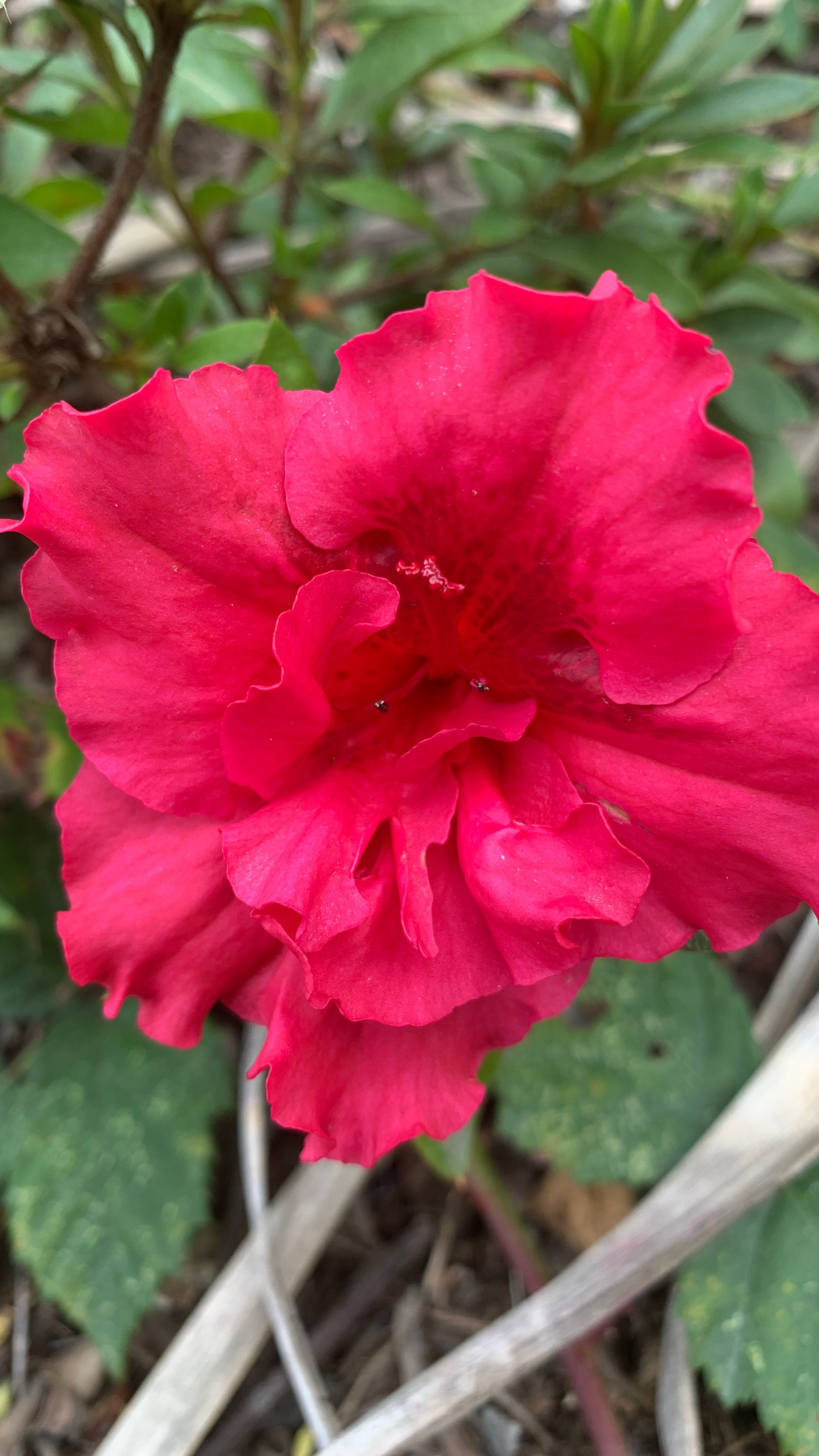 Azalea Red Wing