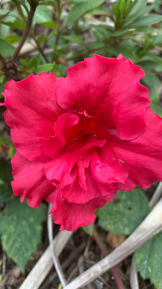 Azalea Red Wing