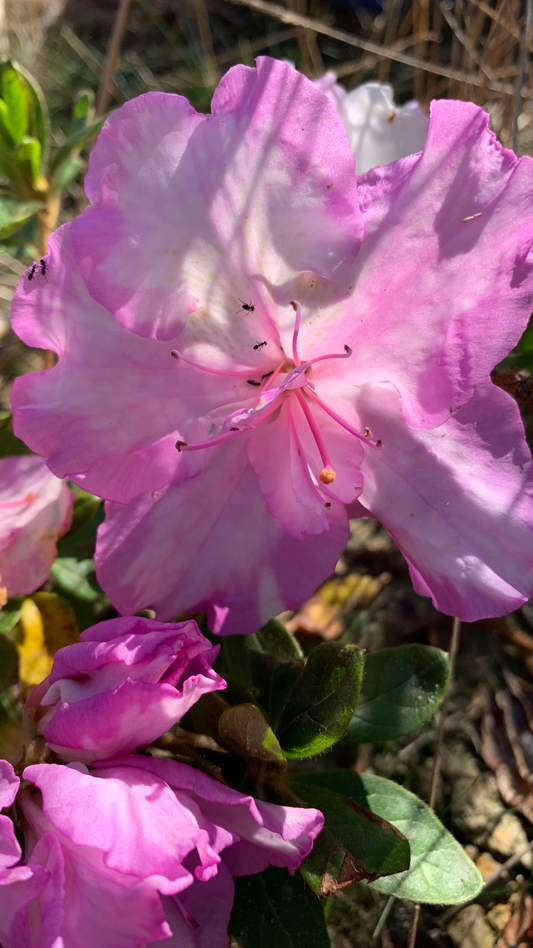 Azalea Rosa Belton