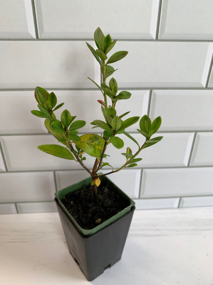 Azalea Rosebud