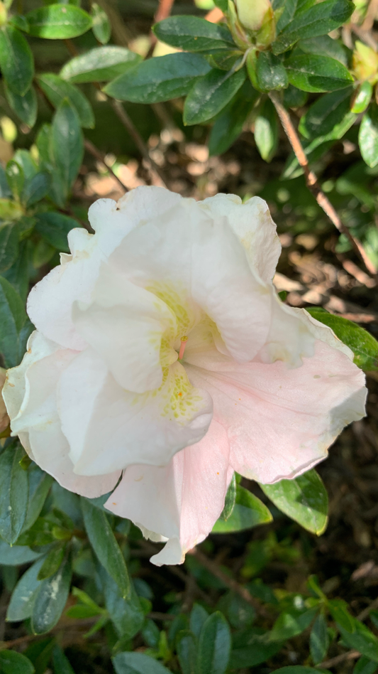 Azalea Saidee Kirk