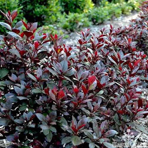 Azalea Shiraz