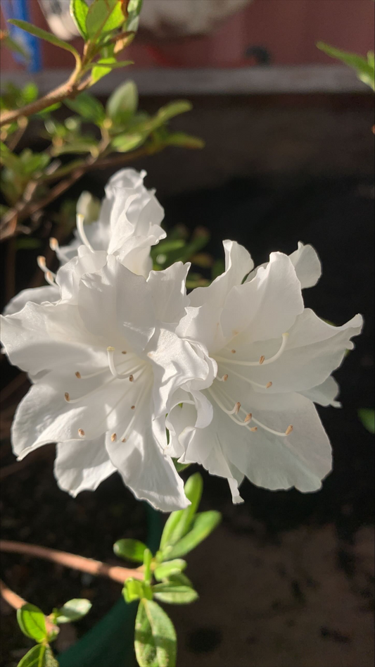 Azalea Snow