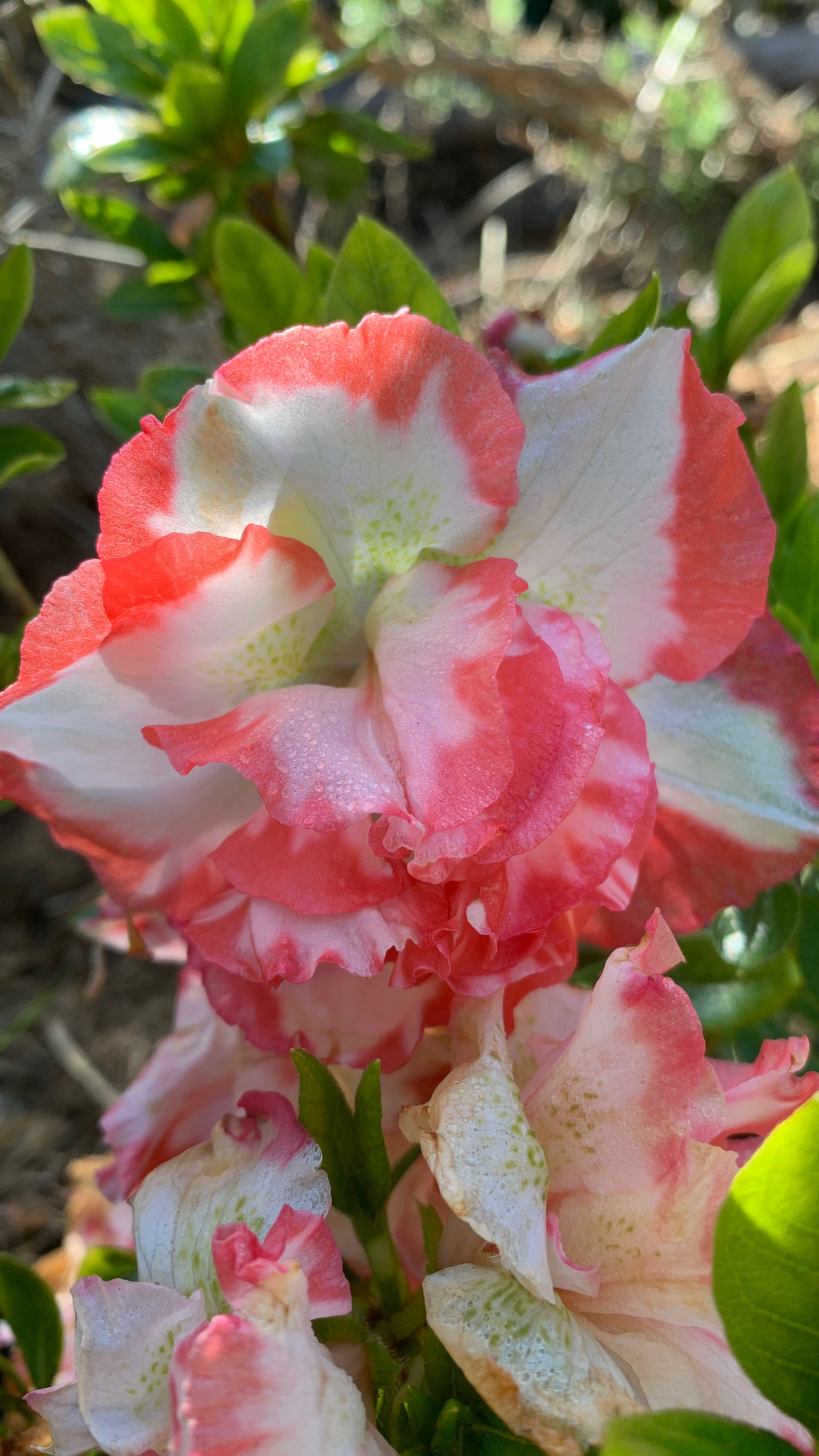 Azalea Southern Aurora
