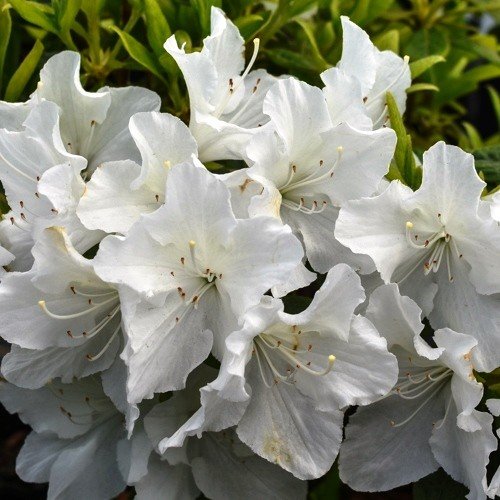 Azalea Sparkle